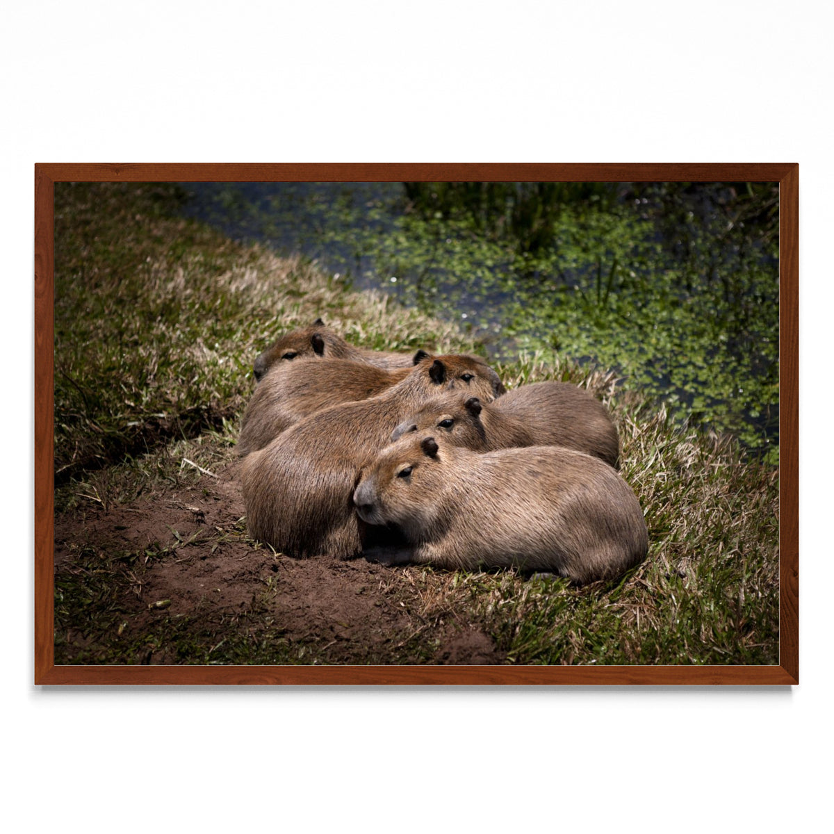 Bebes carpincho durmiendo a la luz de la luna - FotoH MO