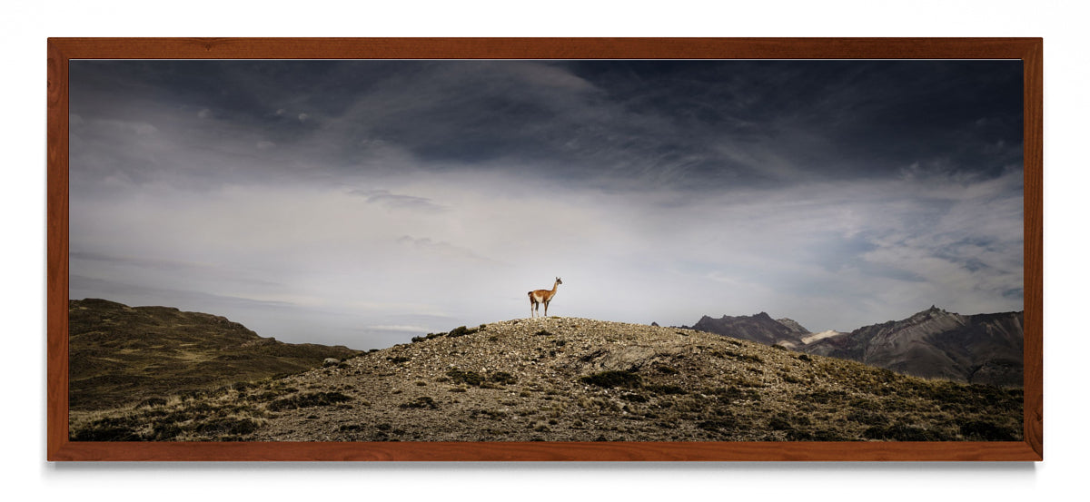Guanaco - Pano H MO