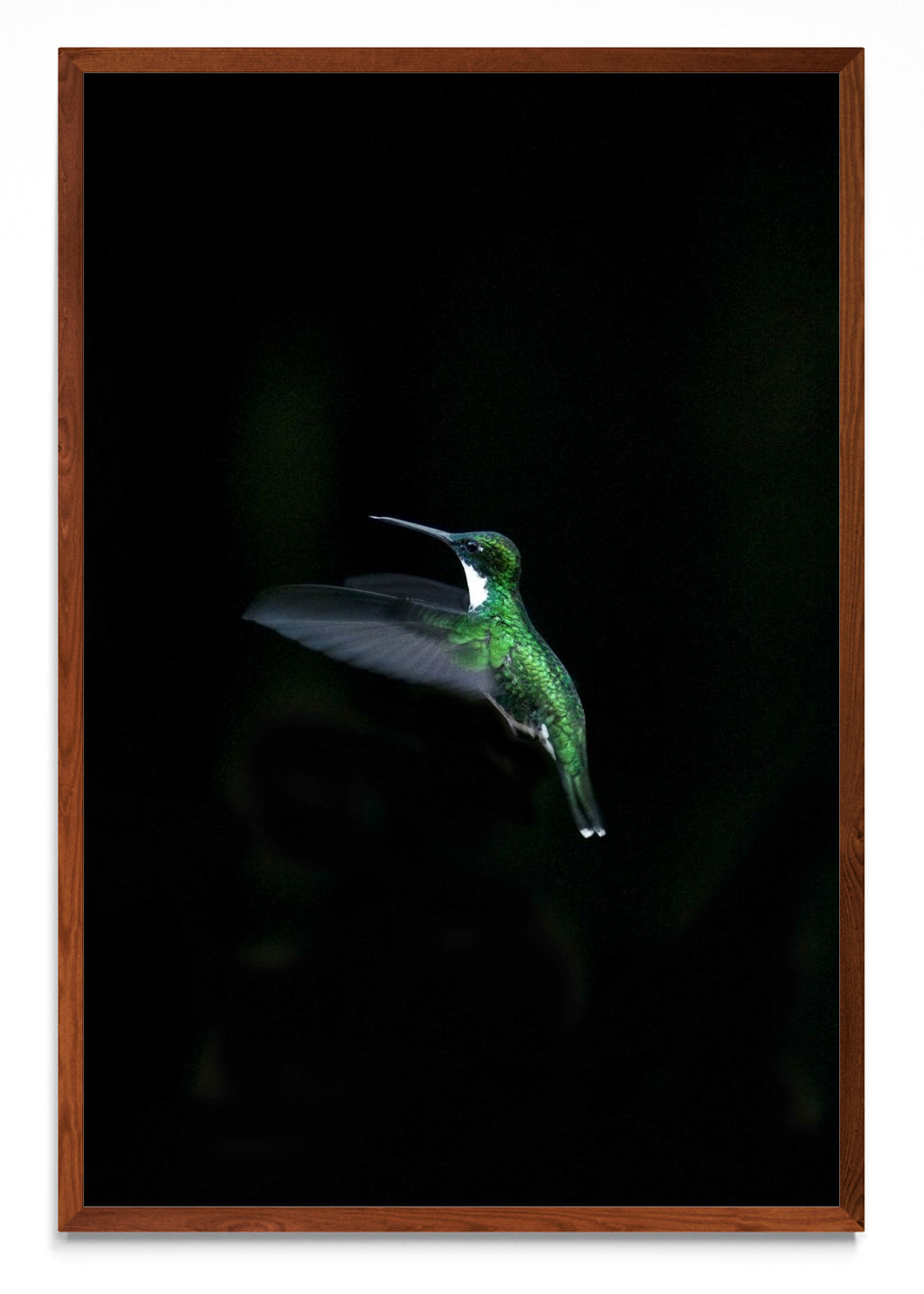Colibri - FotoV MO