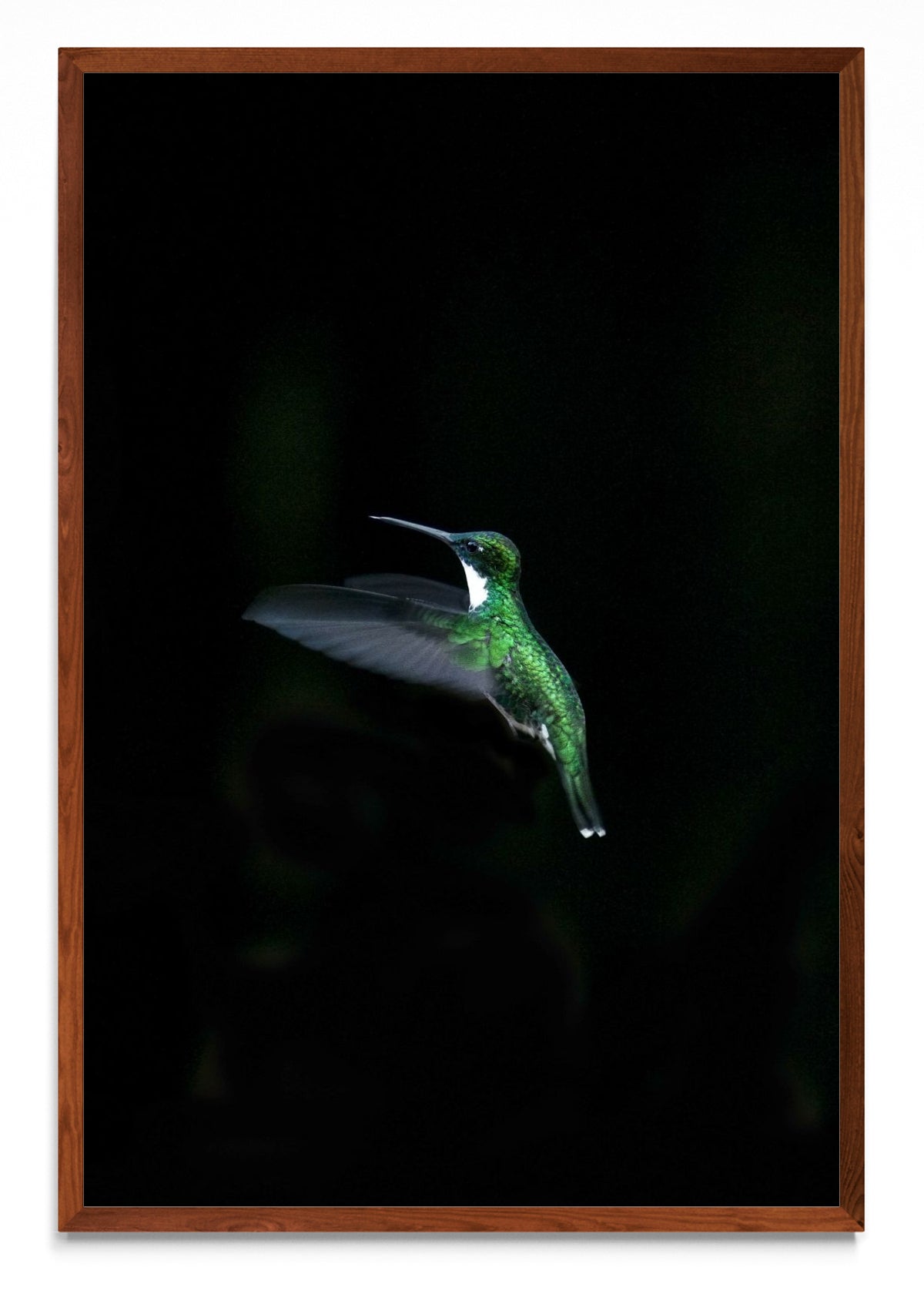 Colibri - FotoV MO