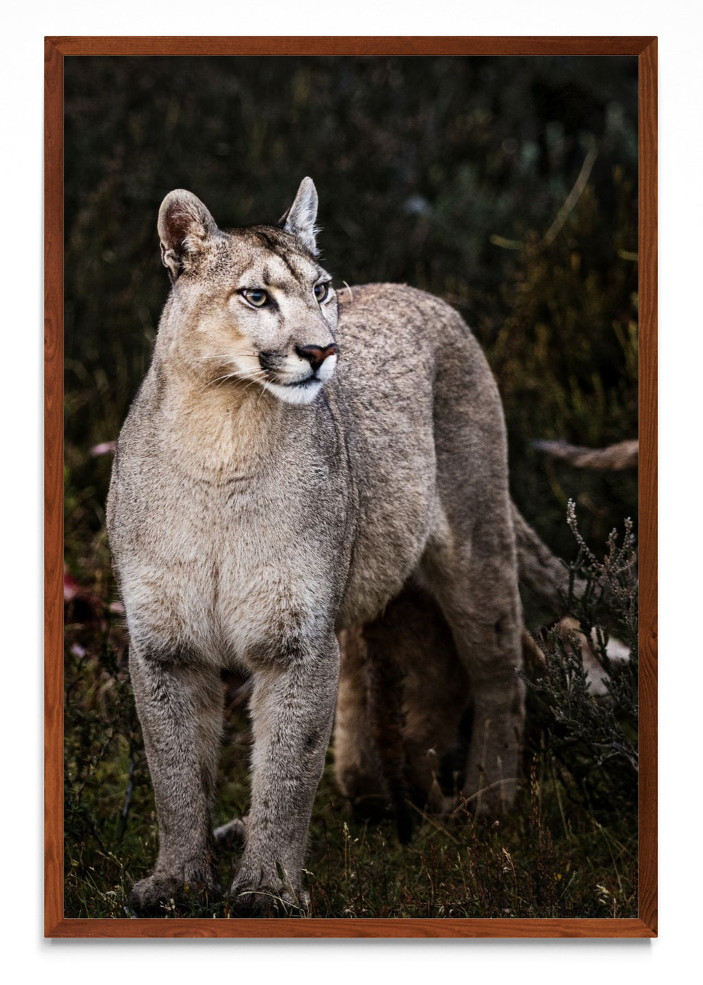 Puma - FotoV MO