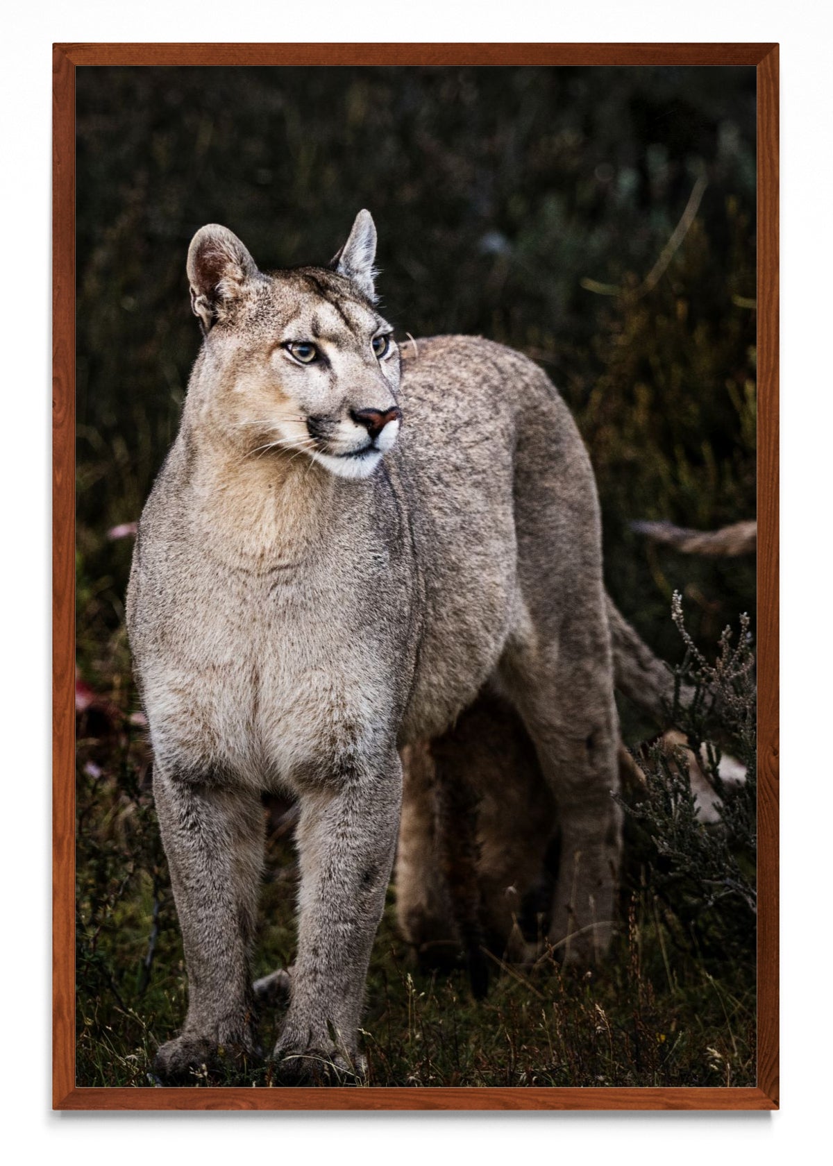 Puma - FotoV MO