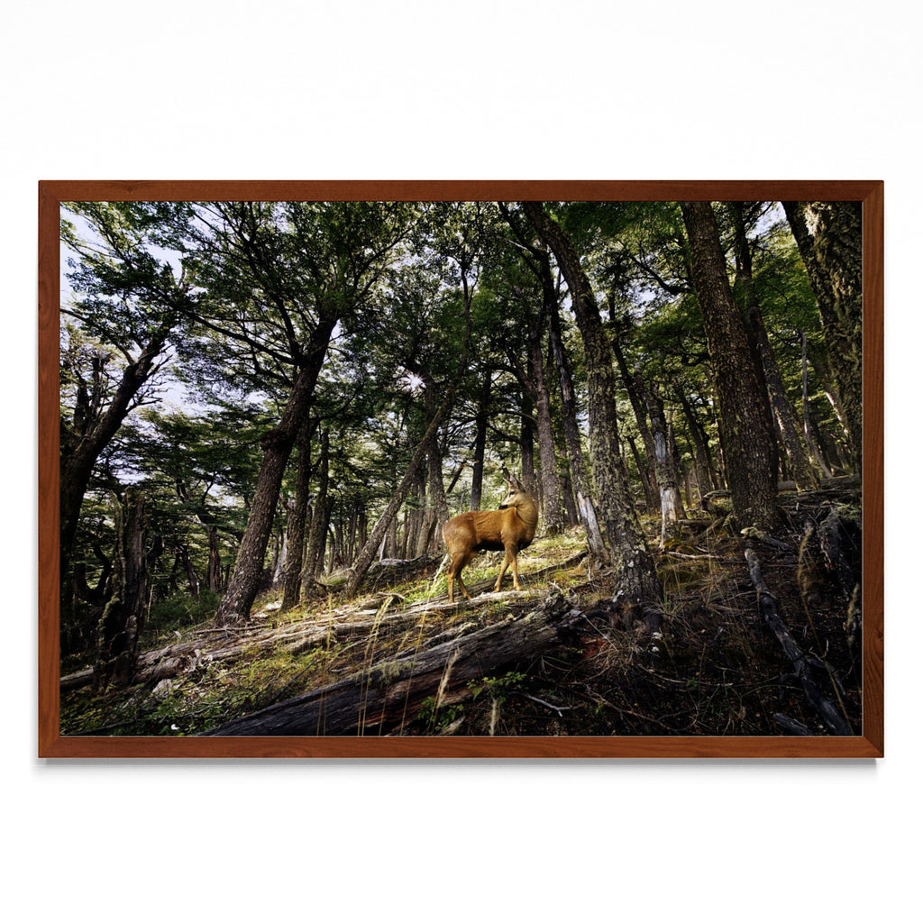 Huemul - Fantasma del Bosque - FotoH MO