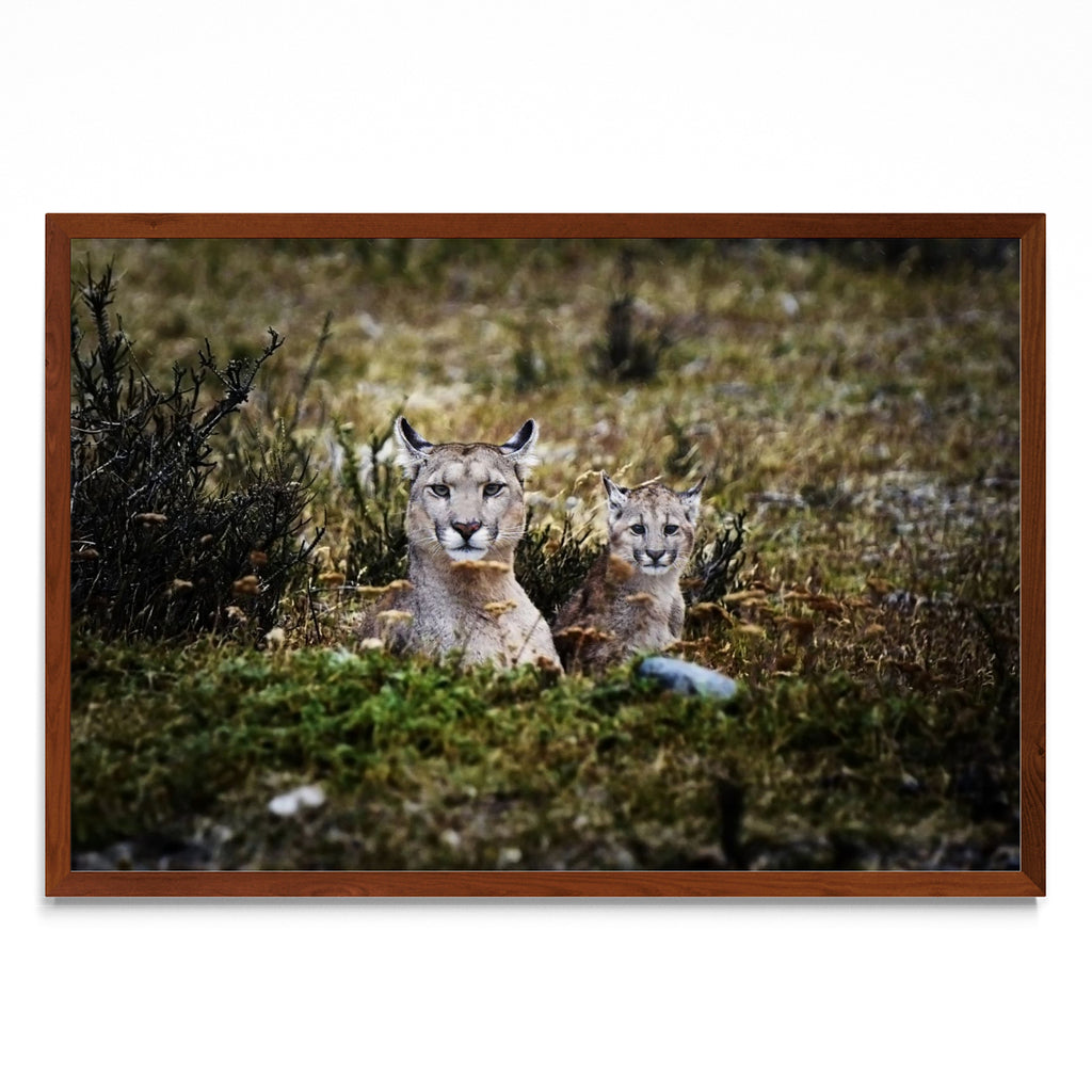 Pumas - FotoH MO