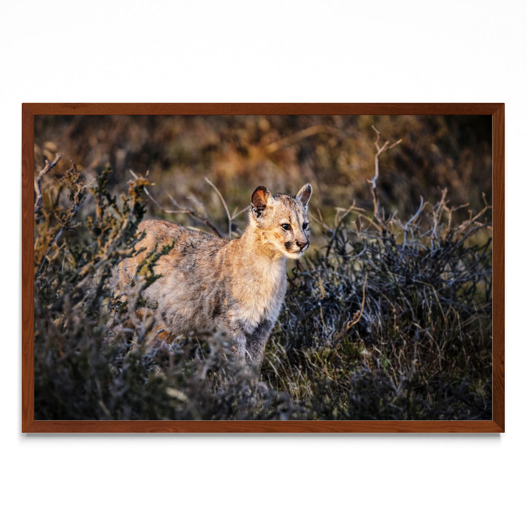 Cria de Puma - FotoH MO