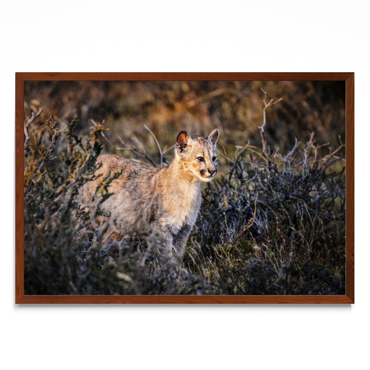 Cria de Puma - FotoH MO