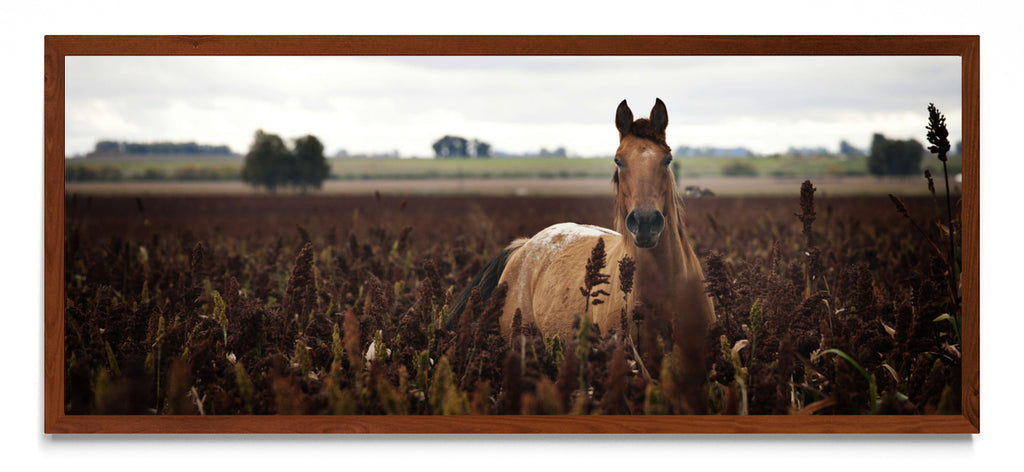 Caballo - Pano H MO