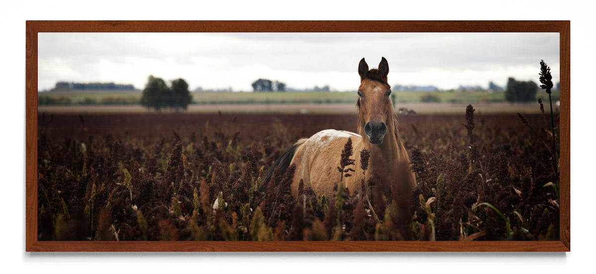 Caballo - Pano H MO