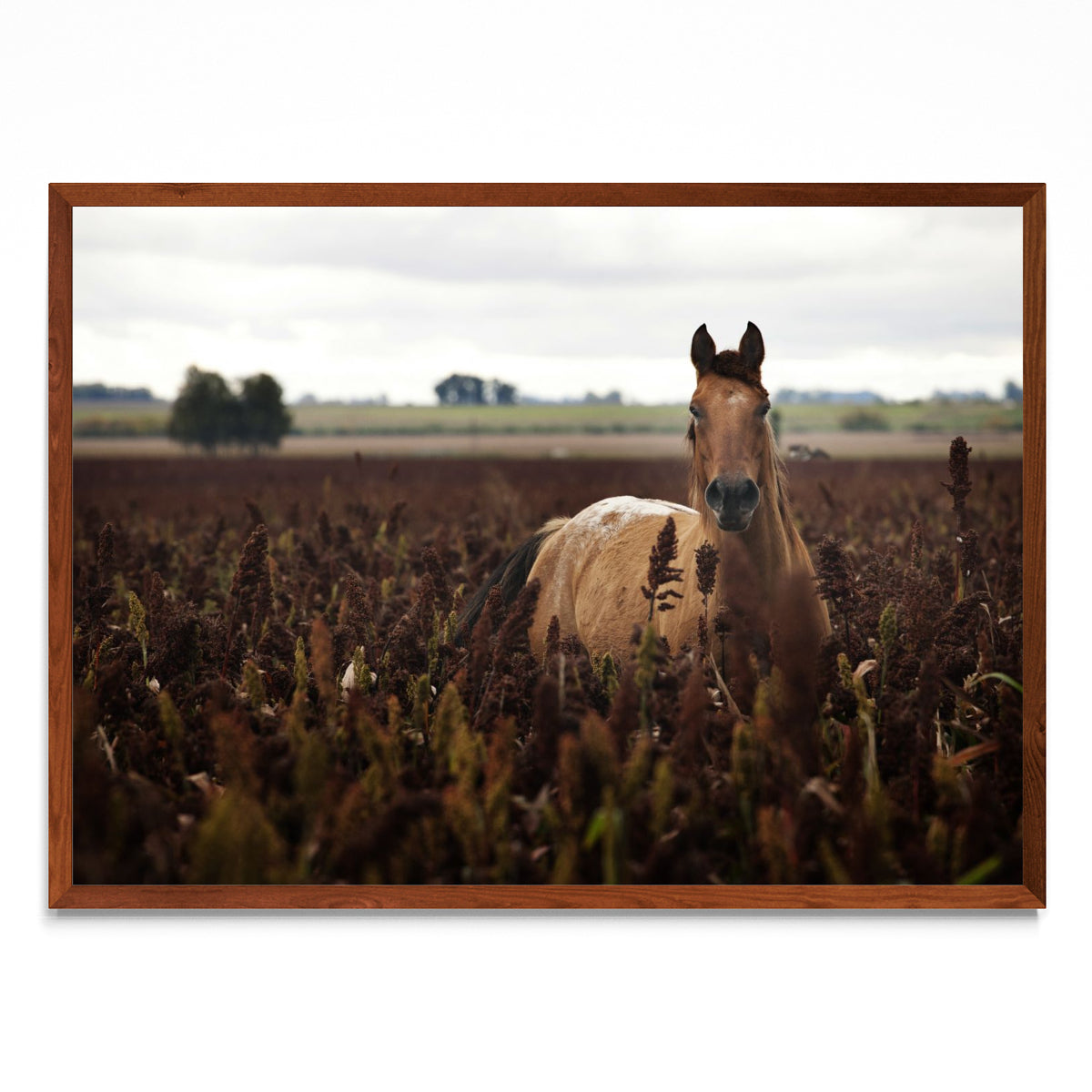 Caballo - Paisaje MO