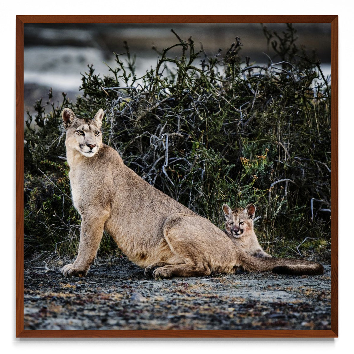 Puma - cuadrado MO
