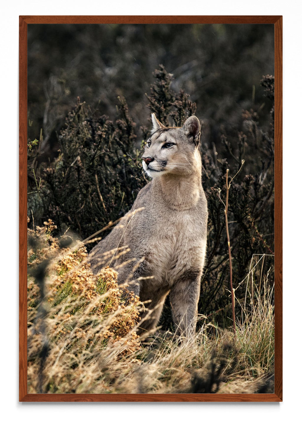 Puma - FotoV MO