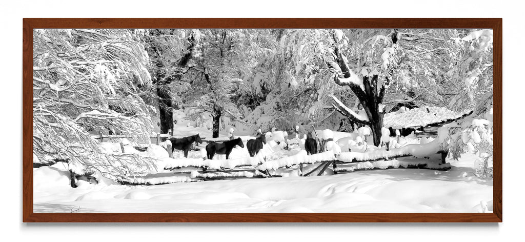 Nobleza en invierno. - Pano H MO
