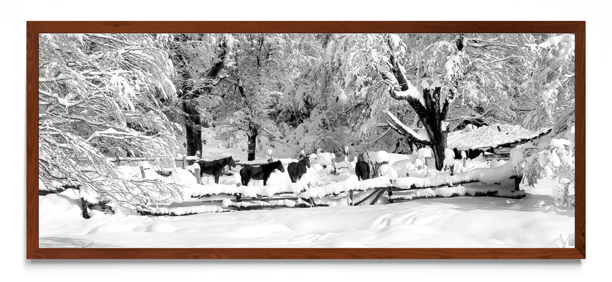Nobleza en invierno. - Pano H MO