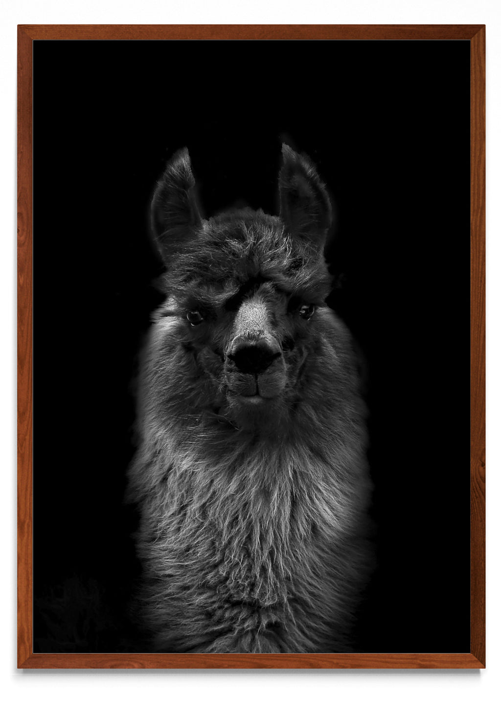 Mirada de una llama. - Retrato MO