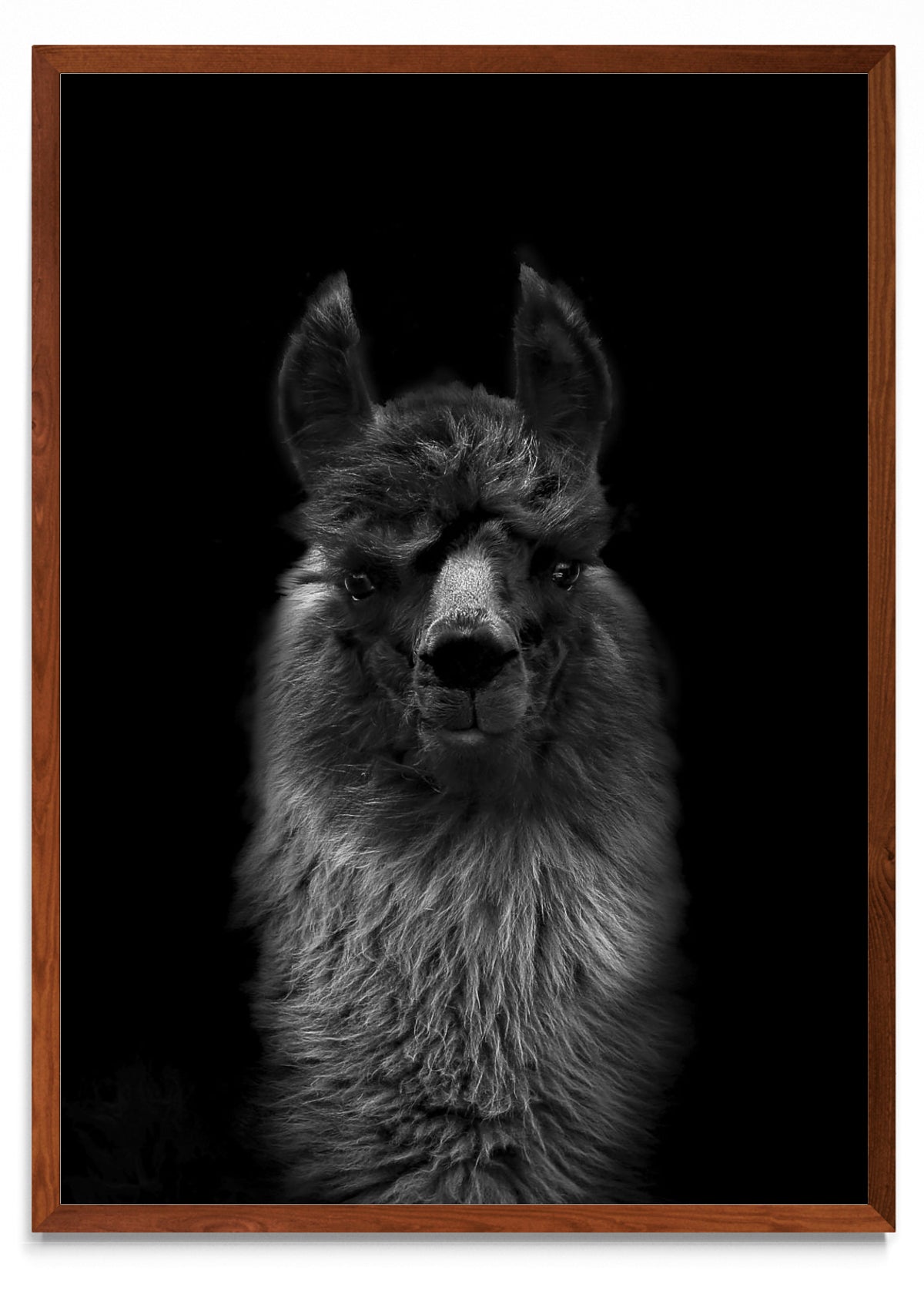 Mirada de una llama. - Retrato MO