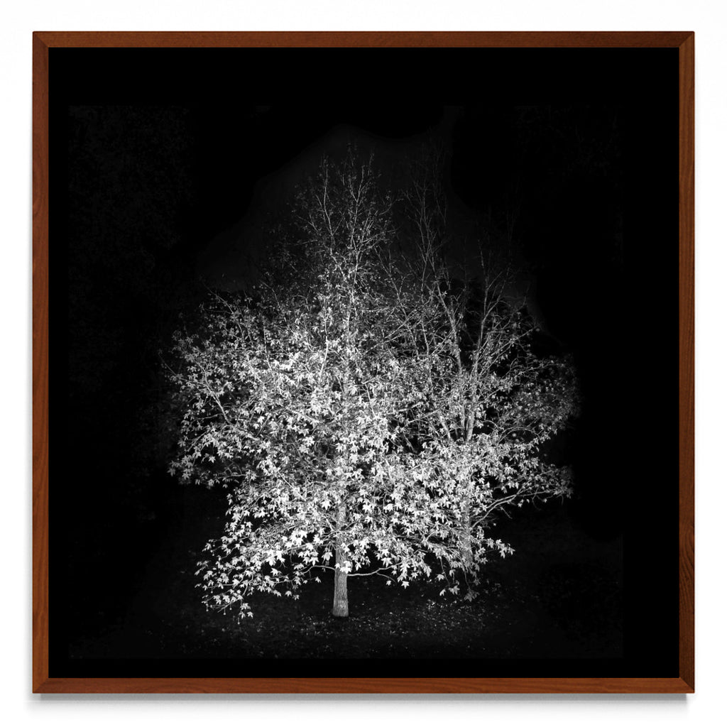 Noche de otoño. - cuadrado MO