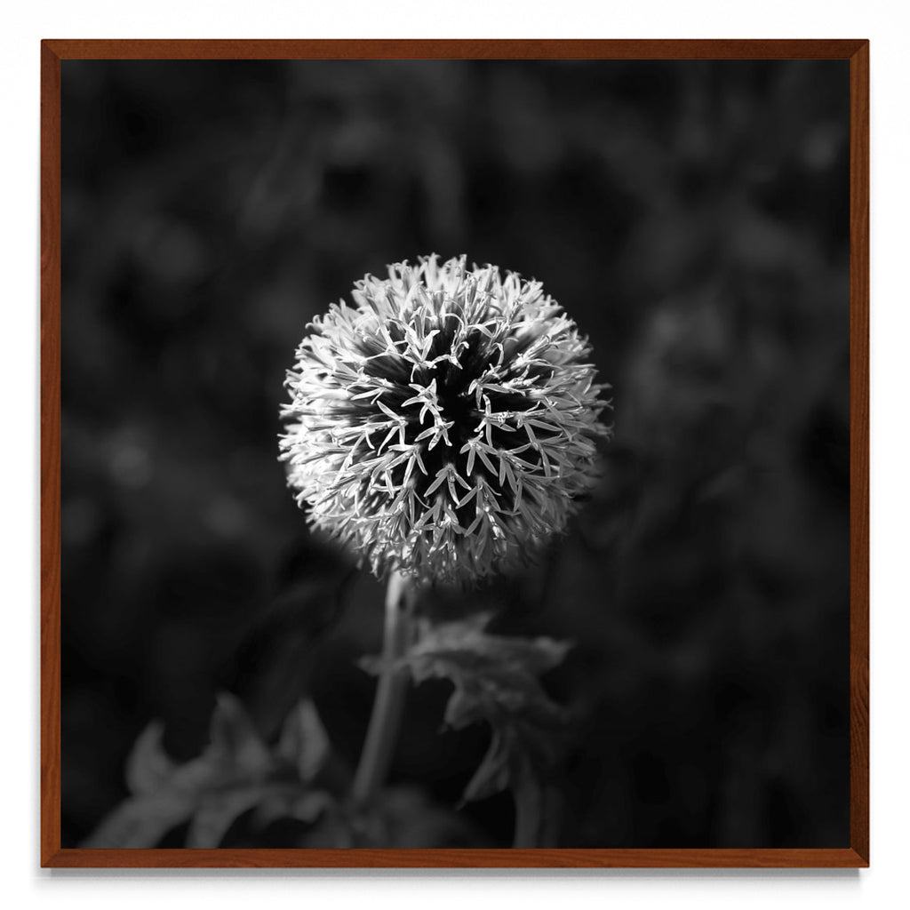 Lazos de una flor. - cuadrado MO