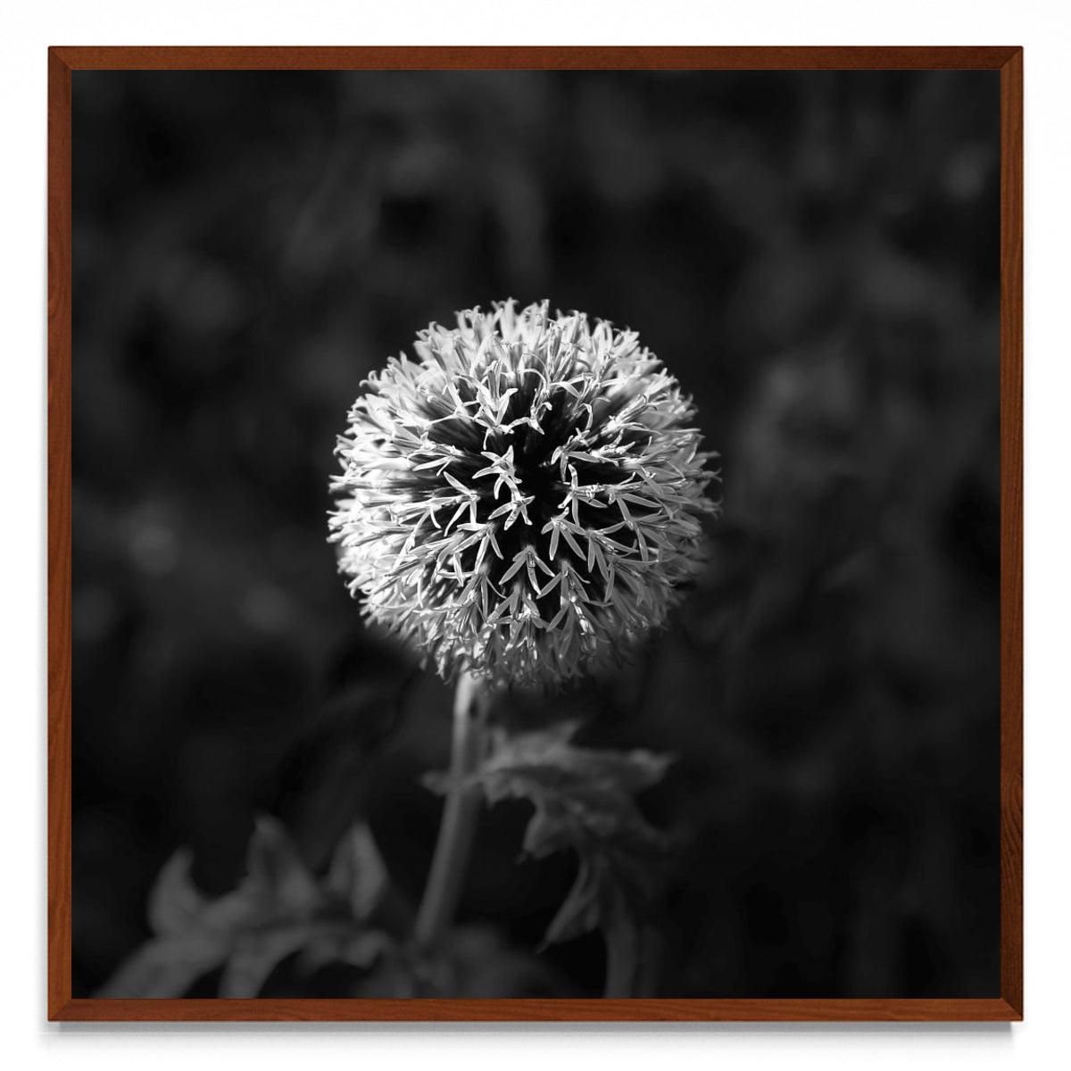 Lazos de una flor. - cuadrado MO