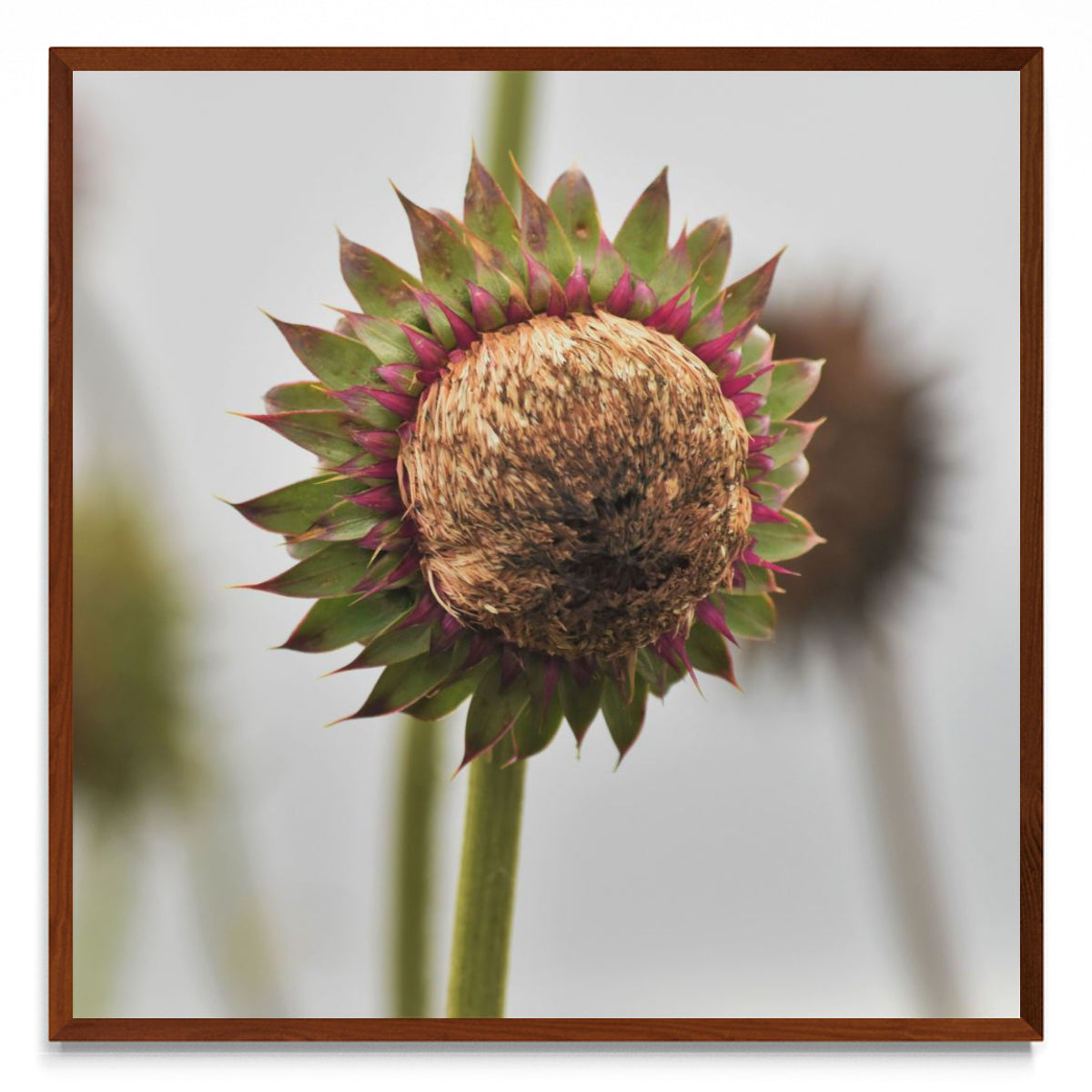 Serie Flores - Flor Silvestre 4 - cuadrado MO