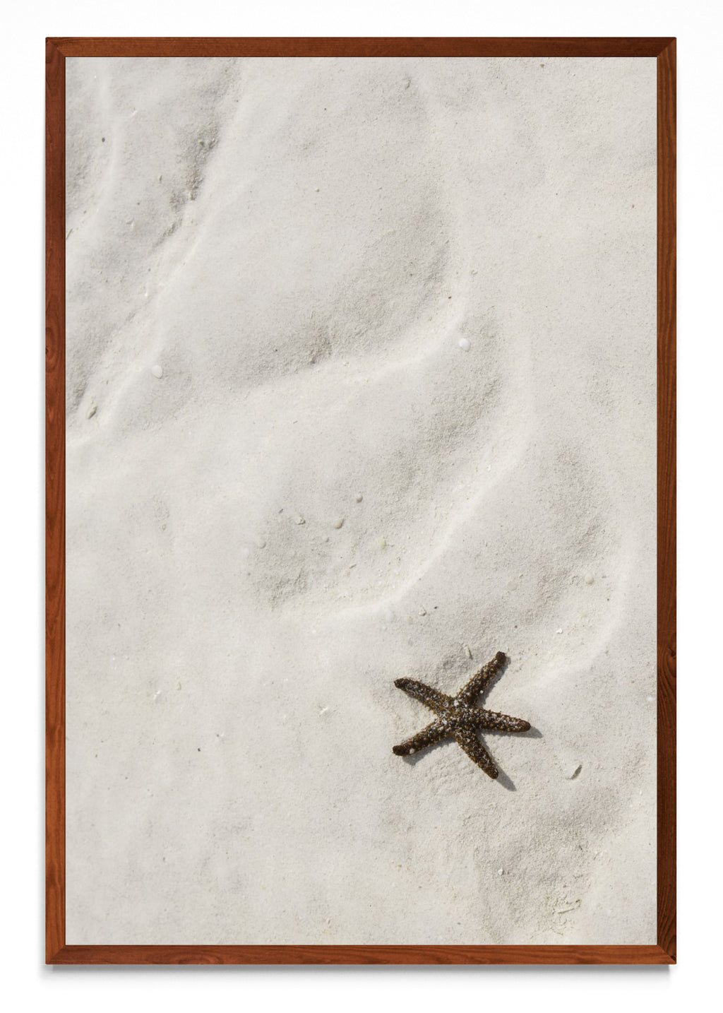 Estrella de mar - FotoV MO