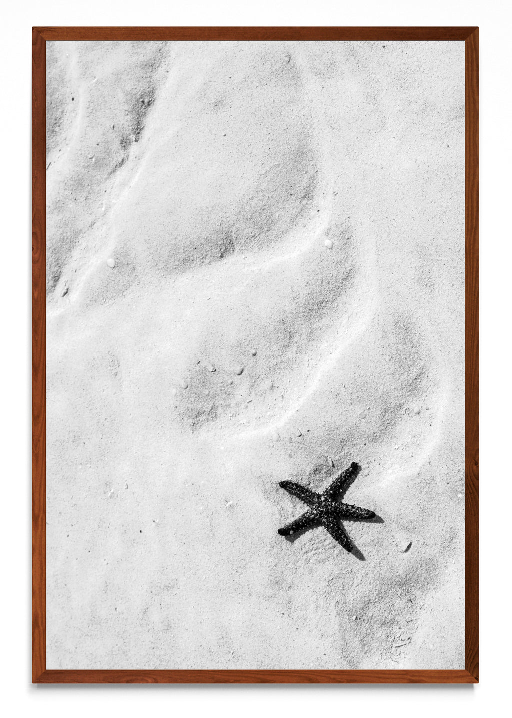 Estrella de mar (B&N) - FotoV MO