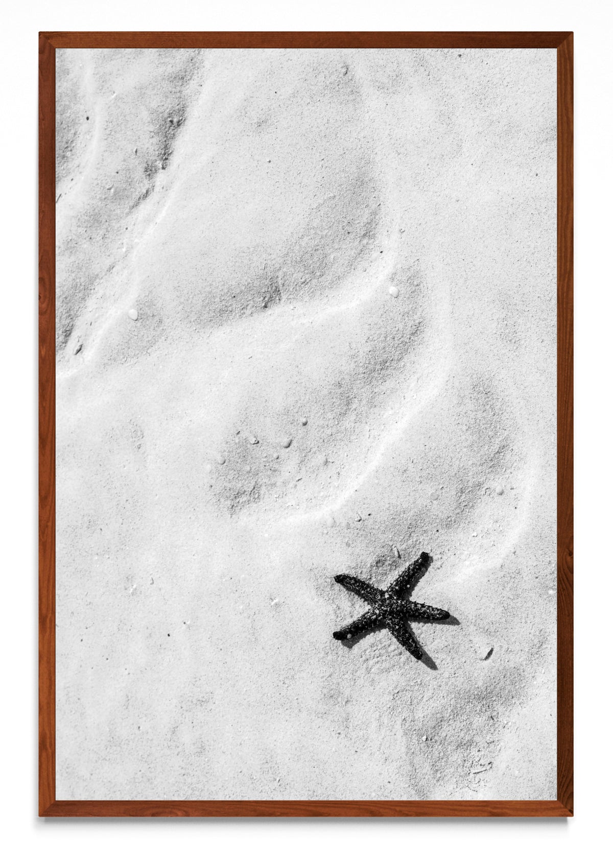 Estrella de mar (B&N) - FotoV MO