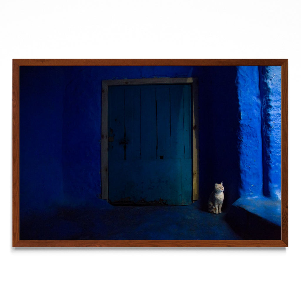 Gato en Blue - FotoH MO
