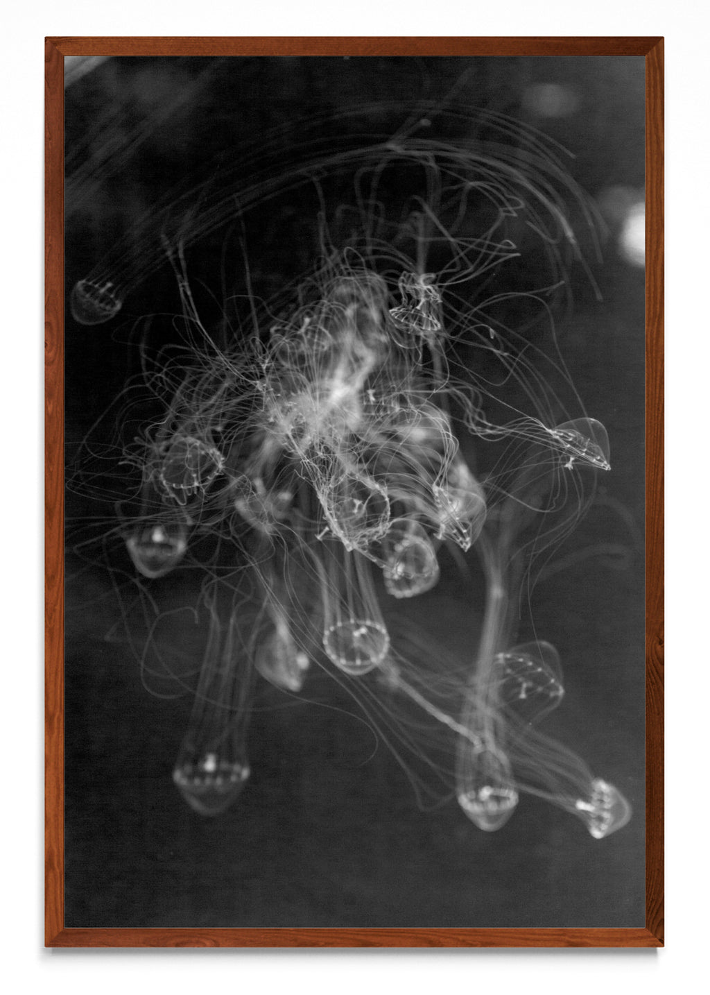 MEDUSAS - FotoV MO