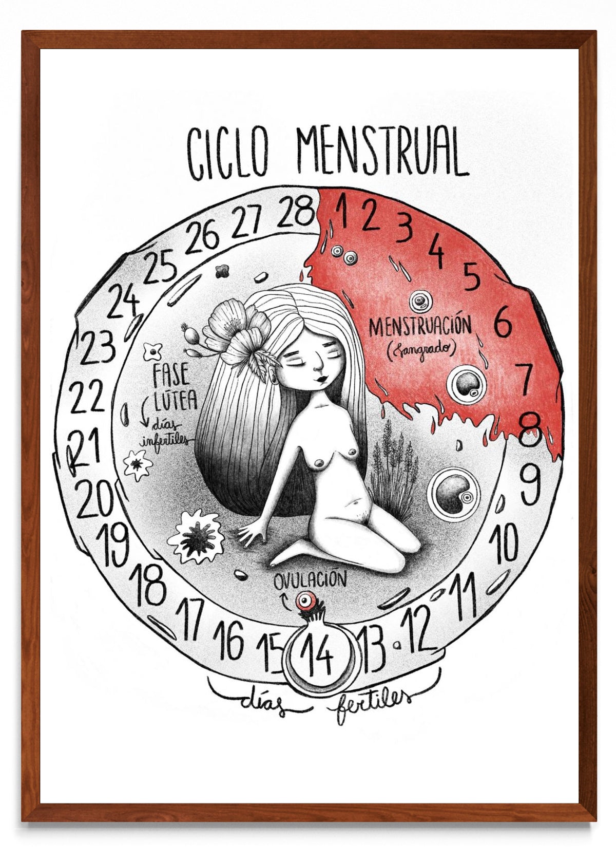 Ciclo menstrual - Retrato MO