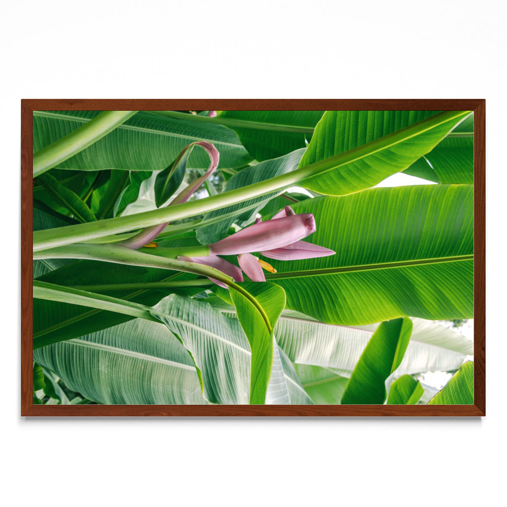 Flor rosada del platano - FotoH MO