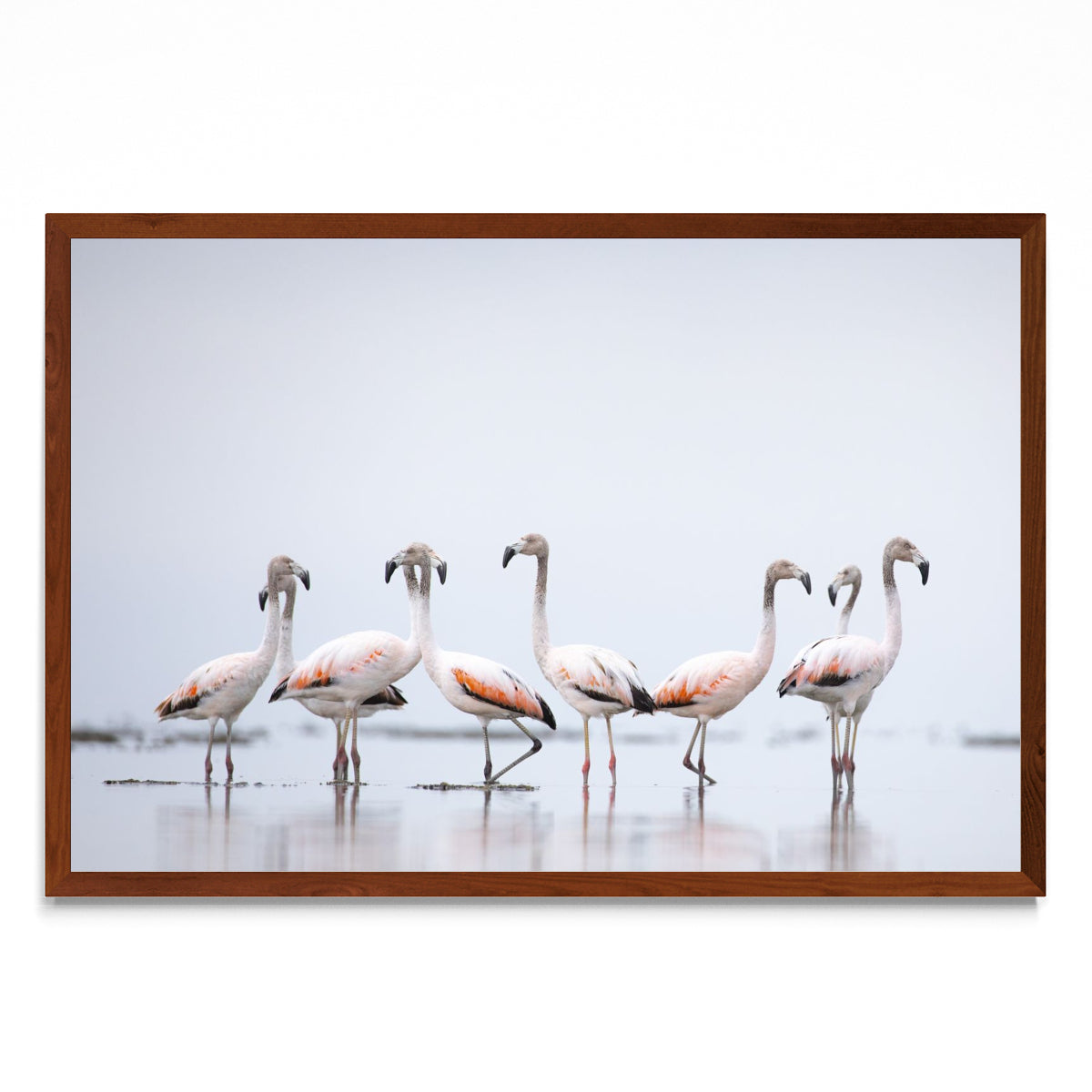 Flamencos - FotoH MO