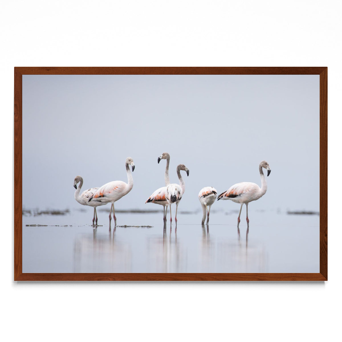Flamencos 2 - FotoH MO