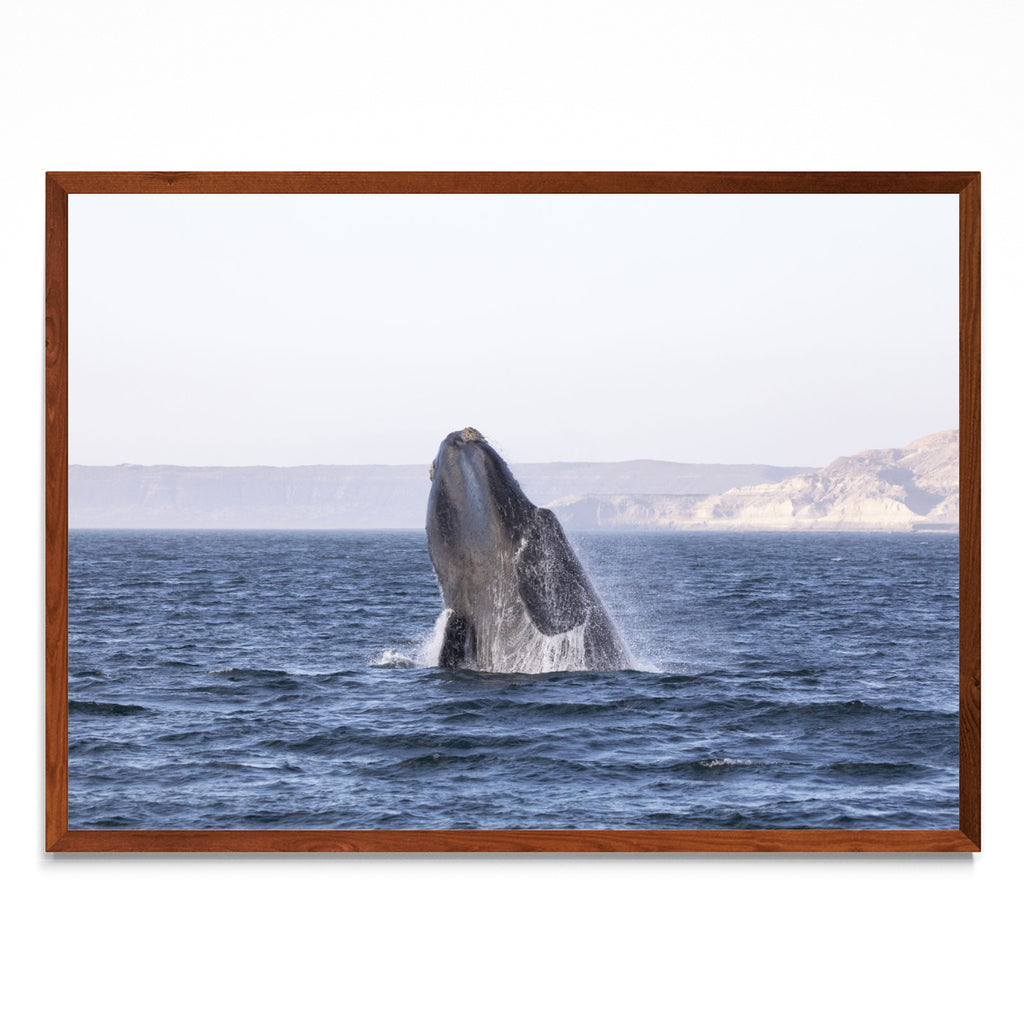Ballena Franca Austral - Paisaje MO