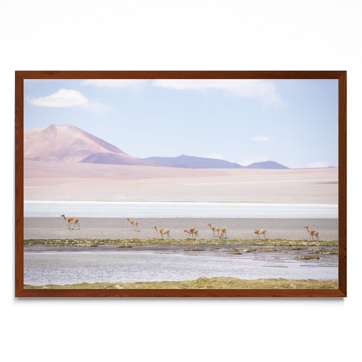 Vicuñas en las alturas - FotoH MO
