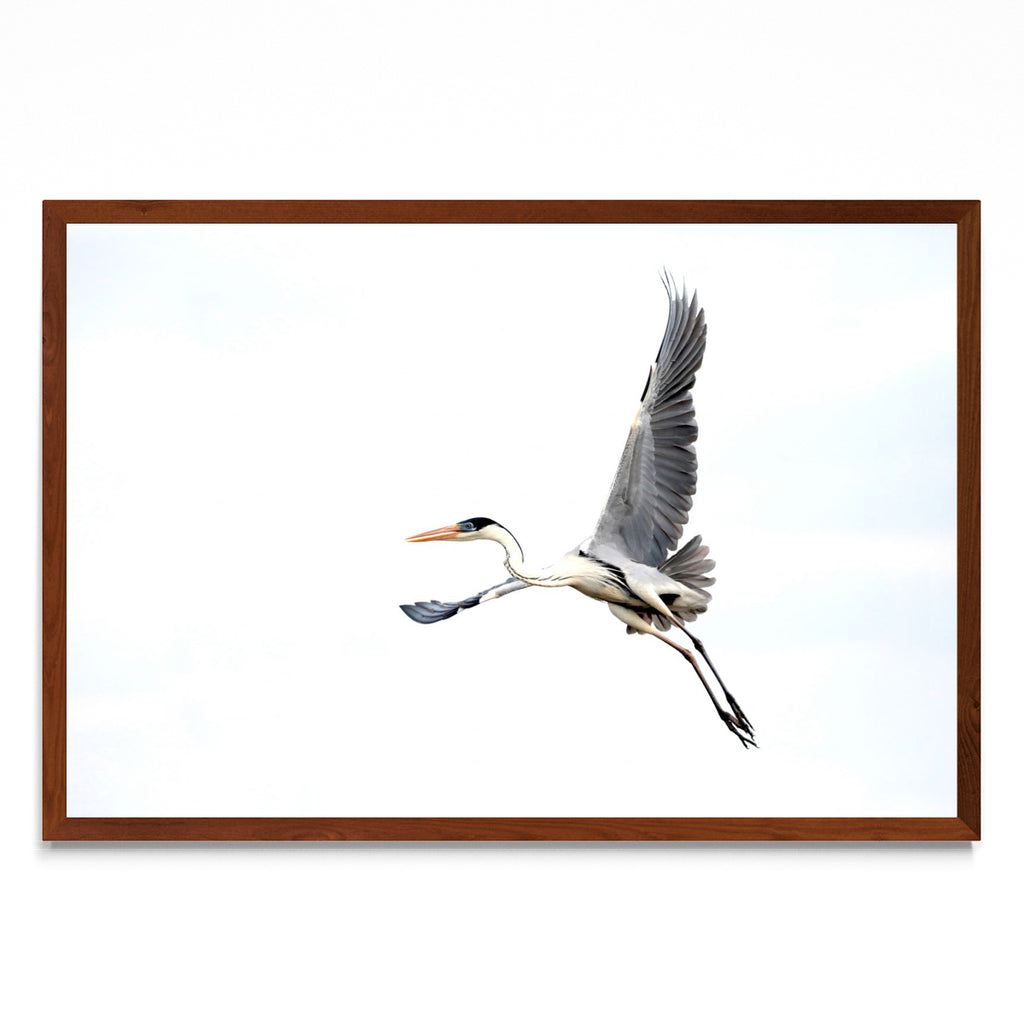 Garza Mora en vuelo - FotoH MO