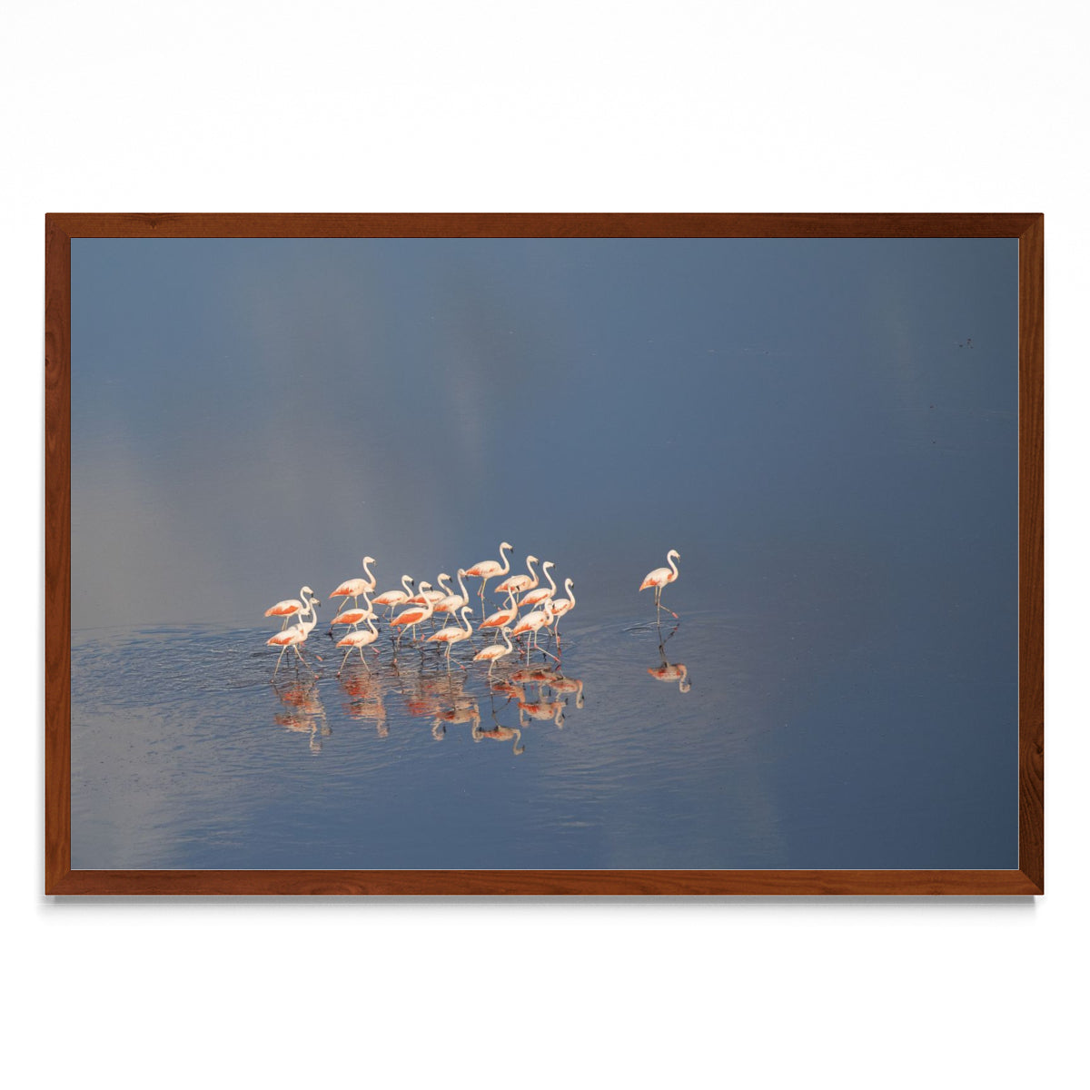 Flamencos Aerea horizontal - FotoH MO
