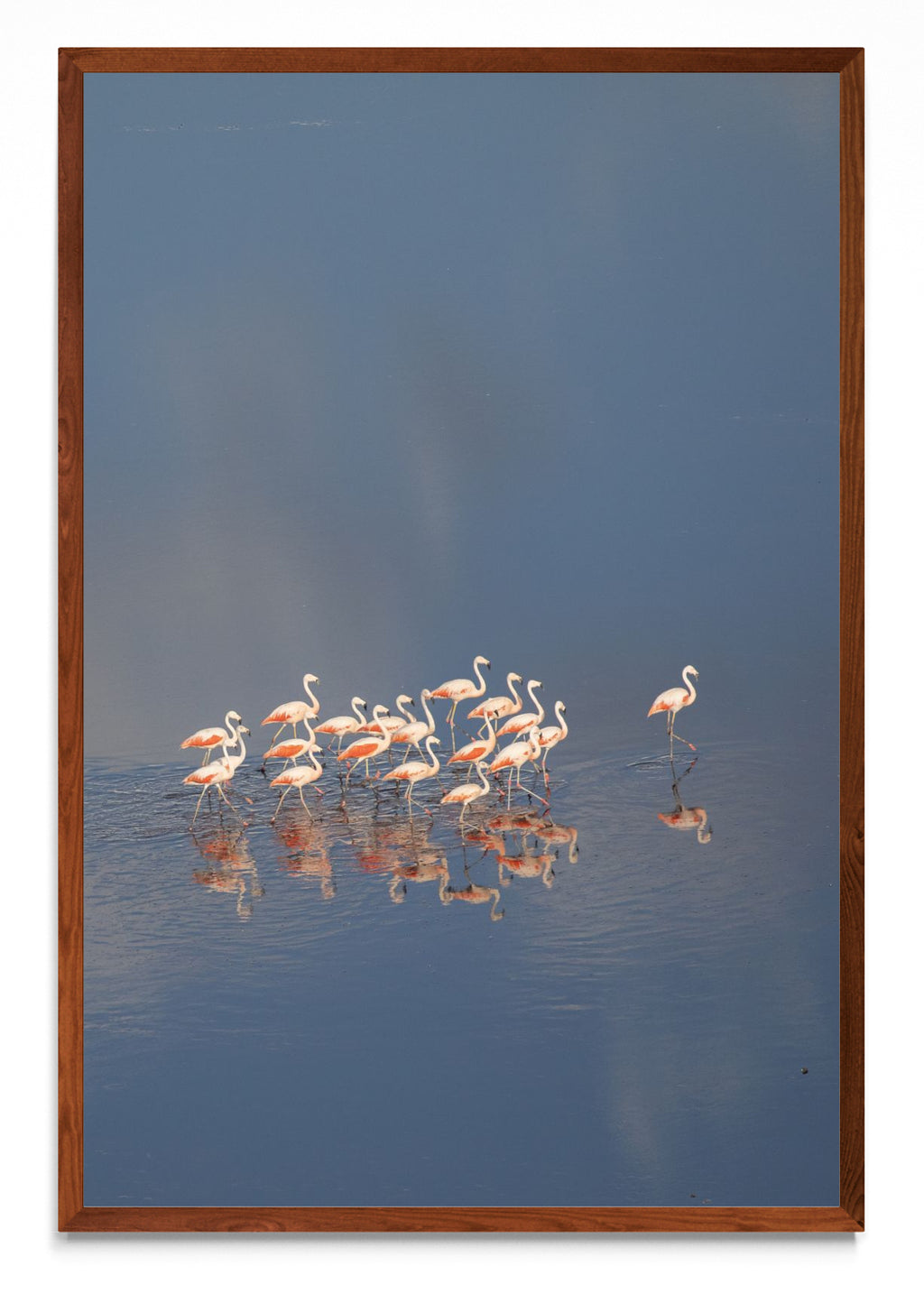Flamencos aerea Vertical - FotoV MO