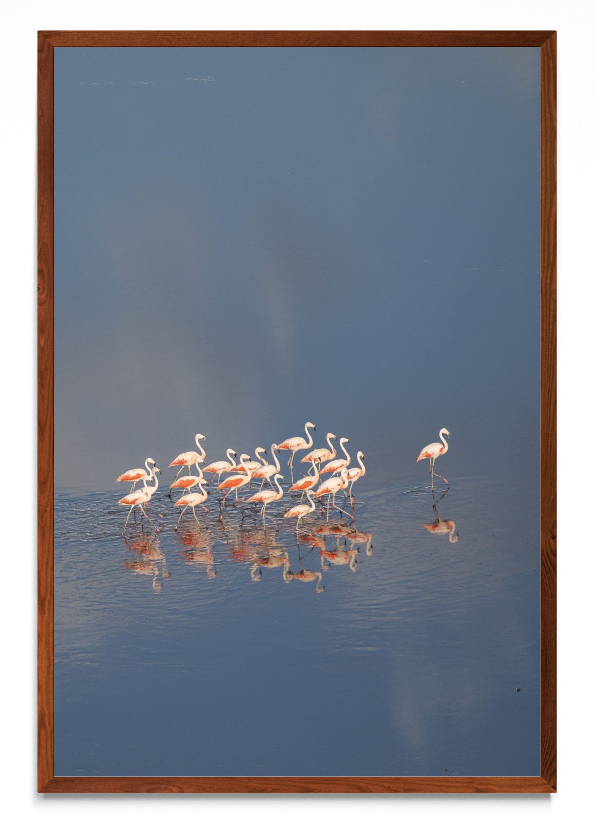 Flamencos aerea Vertical - FotoV MO