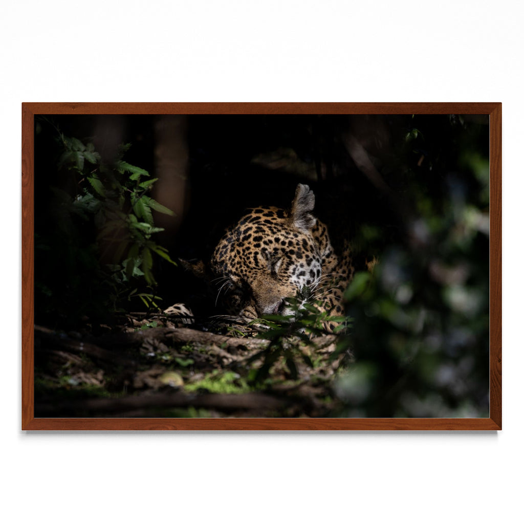 La siesta del Jaguar - FotoH MO