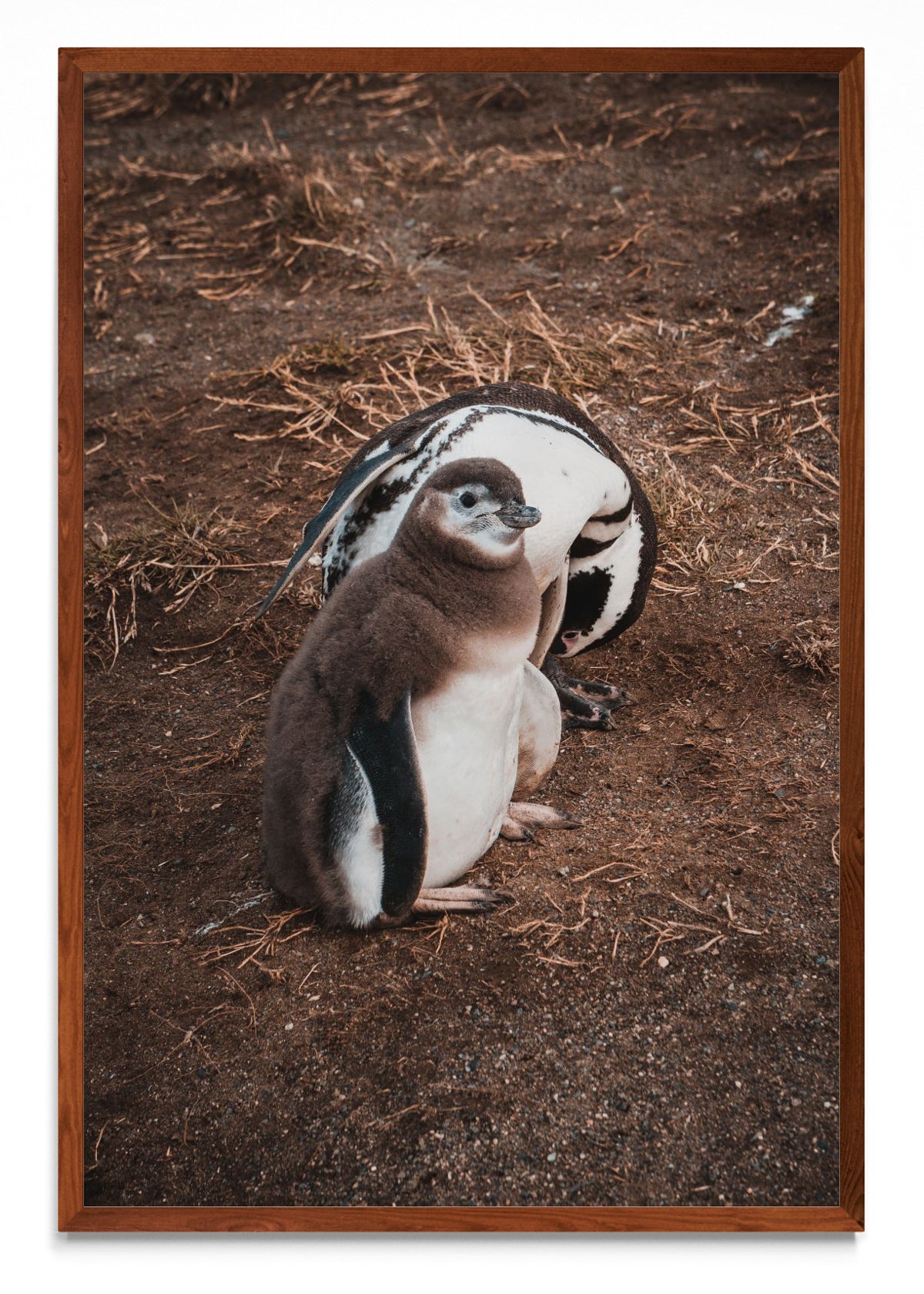 Pinguino en Isla Margarita - FotoV MO