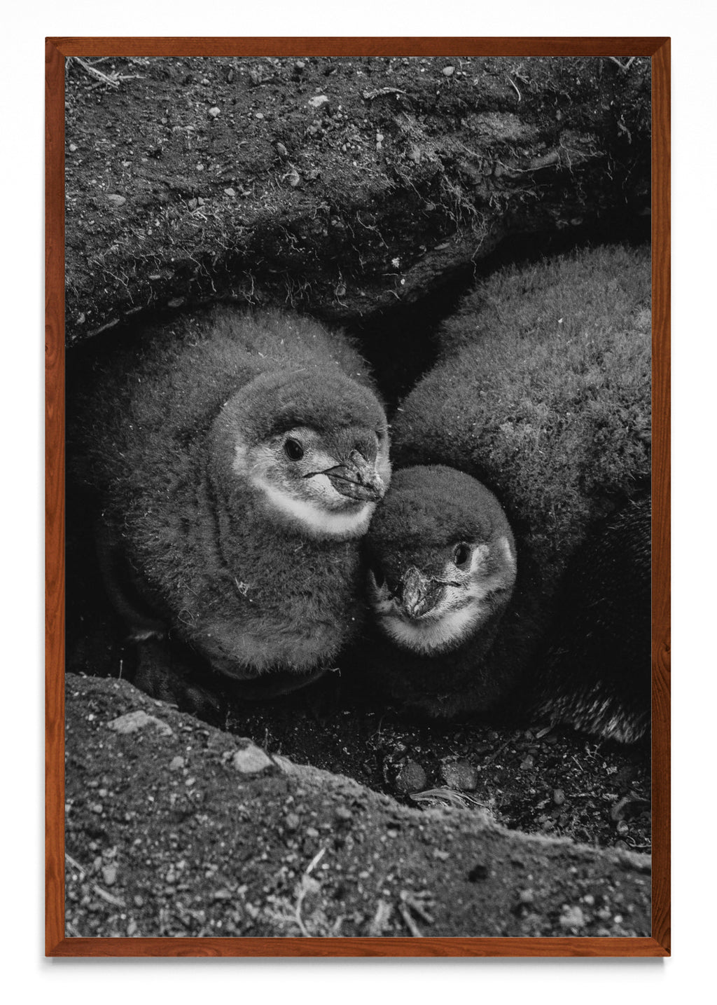 Retrato de Pinguinos Bebes - FotoV MO