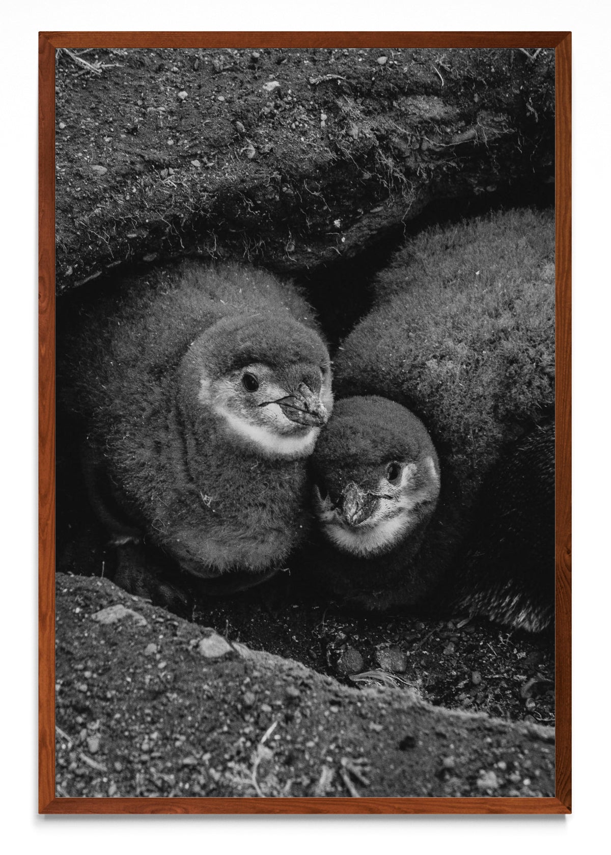 Retrato de Pinguinos Bebes - FotoV MO