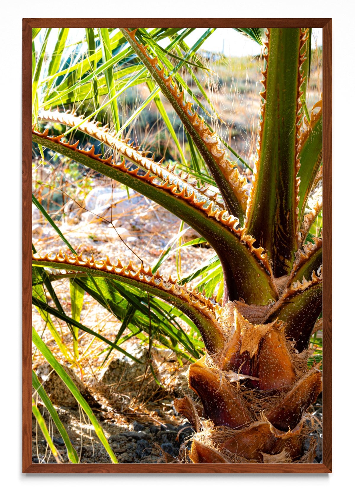 Vibrante palmera de vida - FotoV MO
