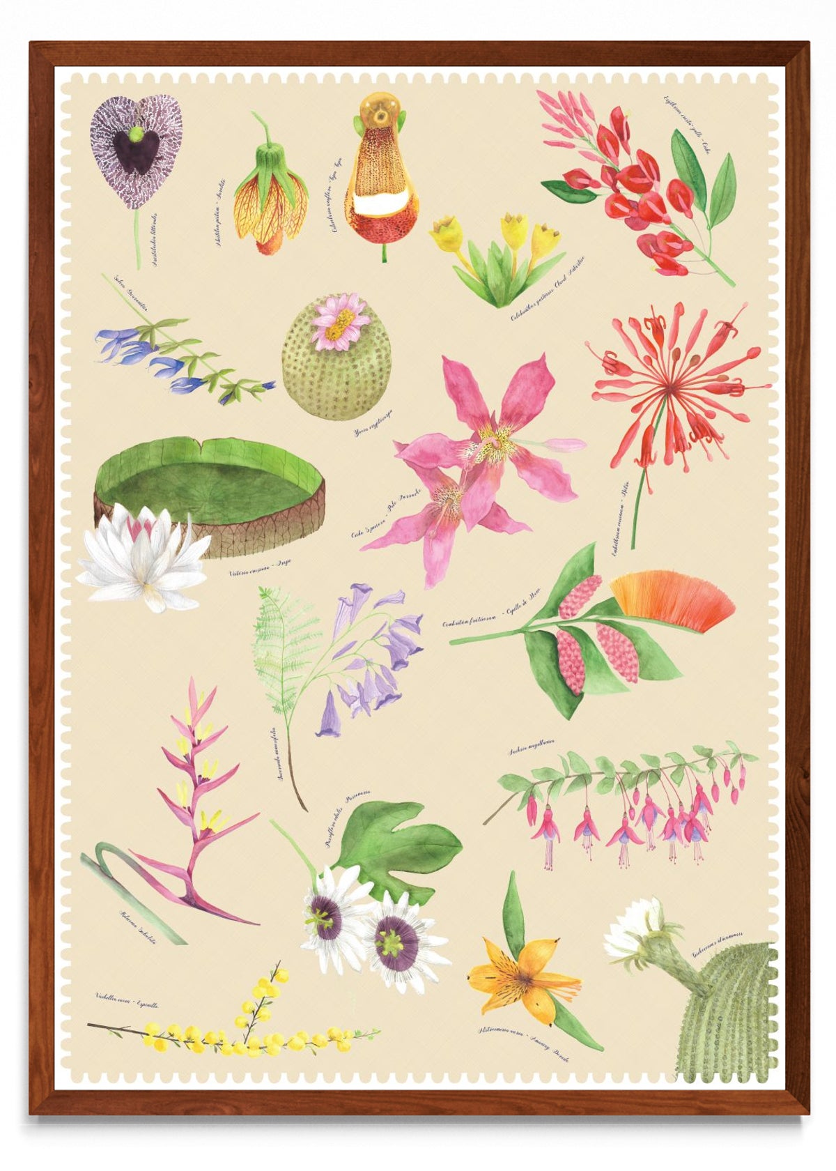 "Postales del Fin del Mundo" - Flora - Retrato MO