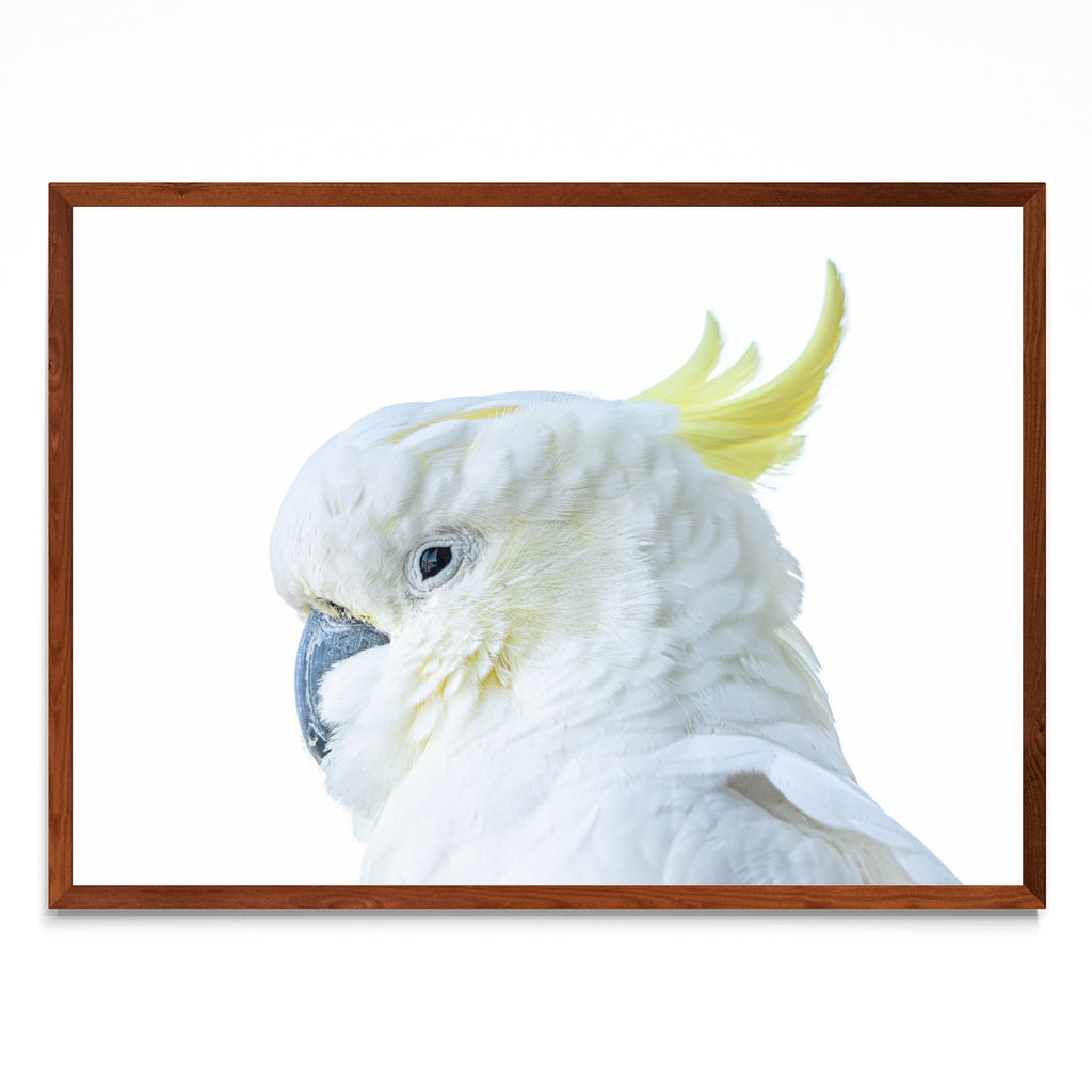 The Cockatoo - Paisaje MO