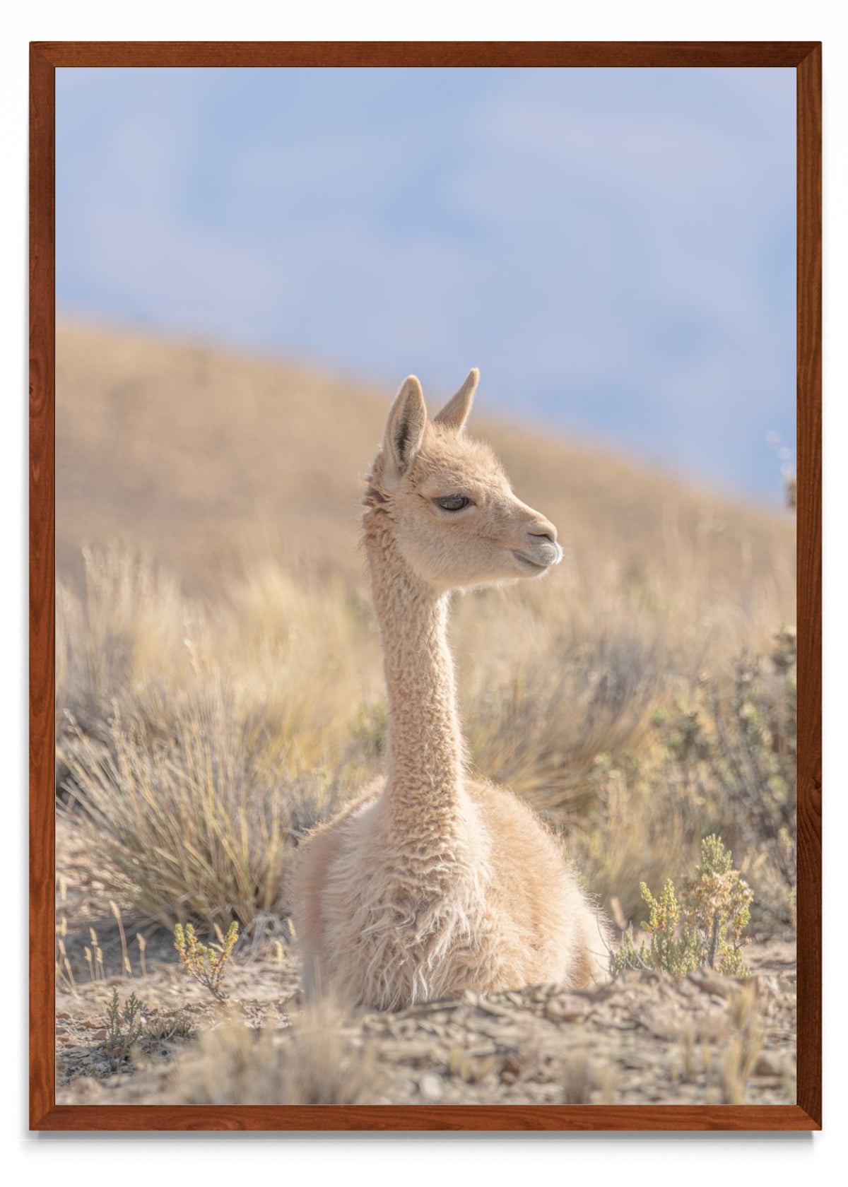 The vicuña 06 - Retrato MO