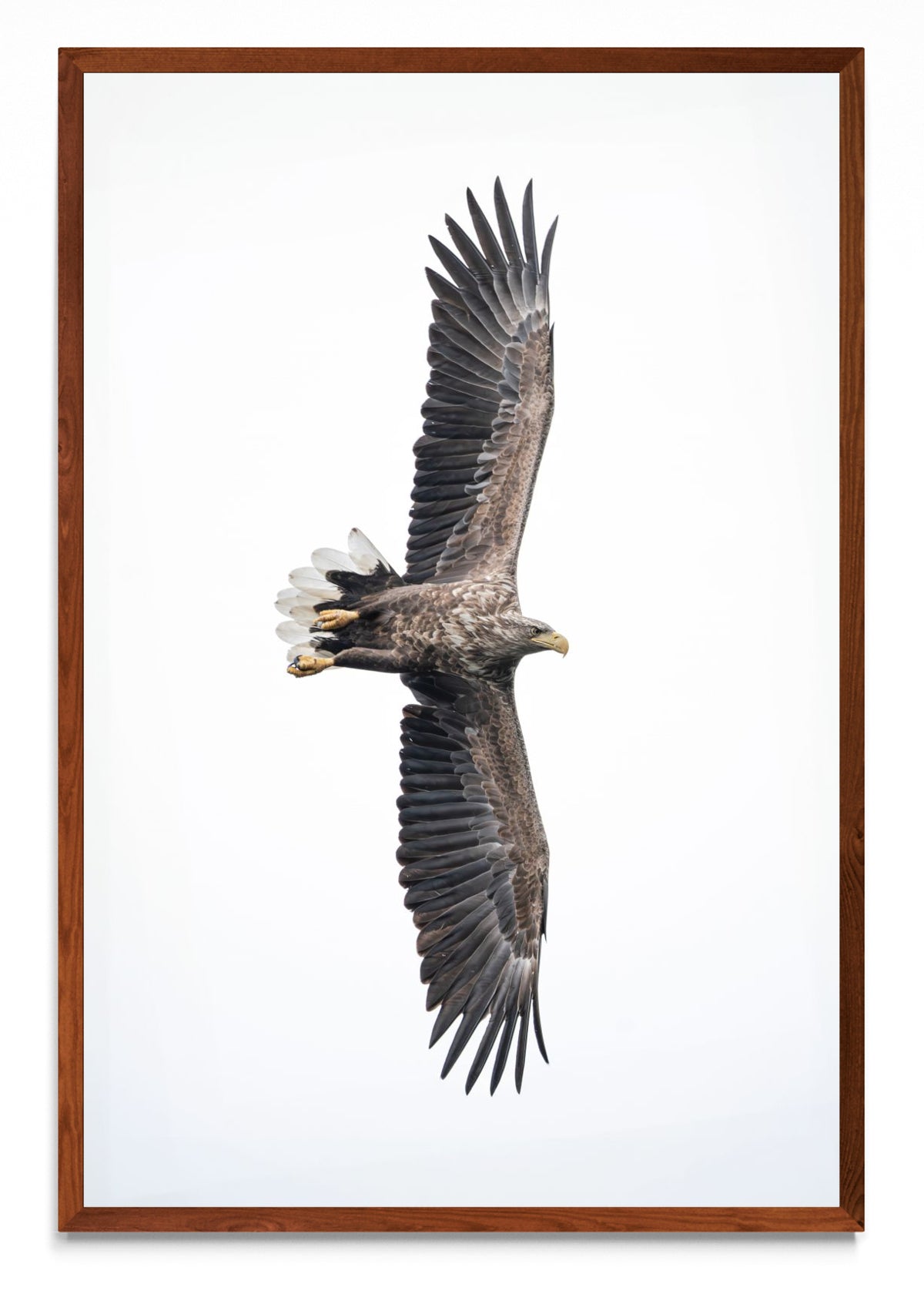 White-Tailed Eagle - FotoV MO