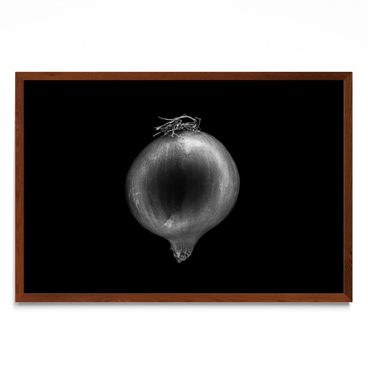 Black and white onion - FotoH MO