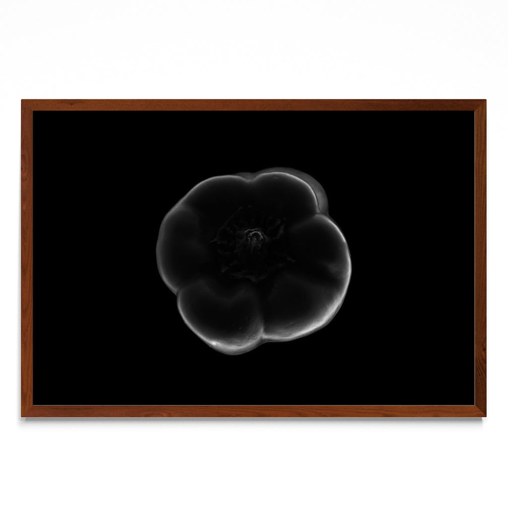 Black and white bell pepper - FotoH MO