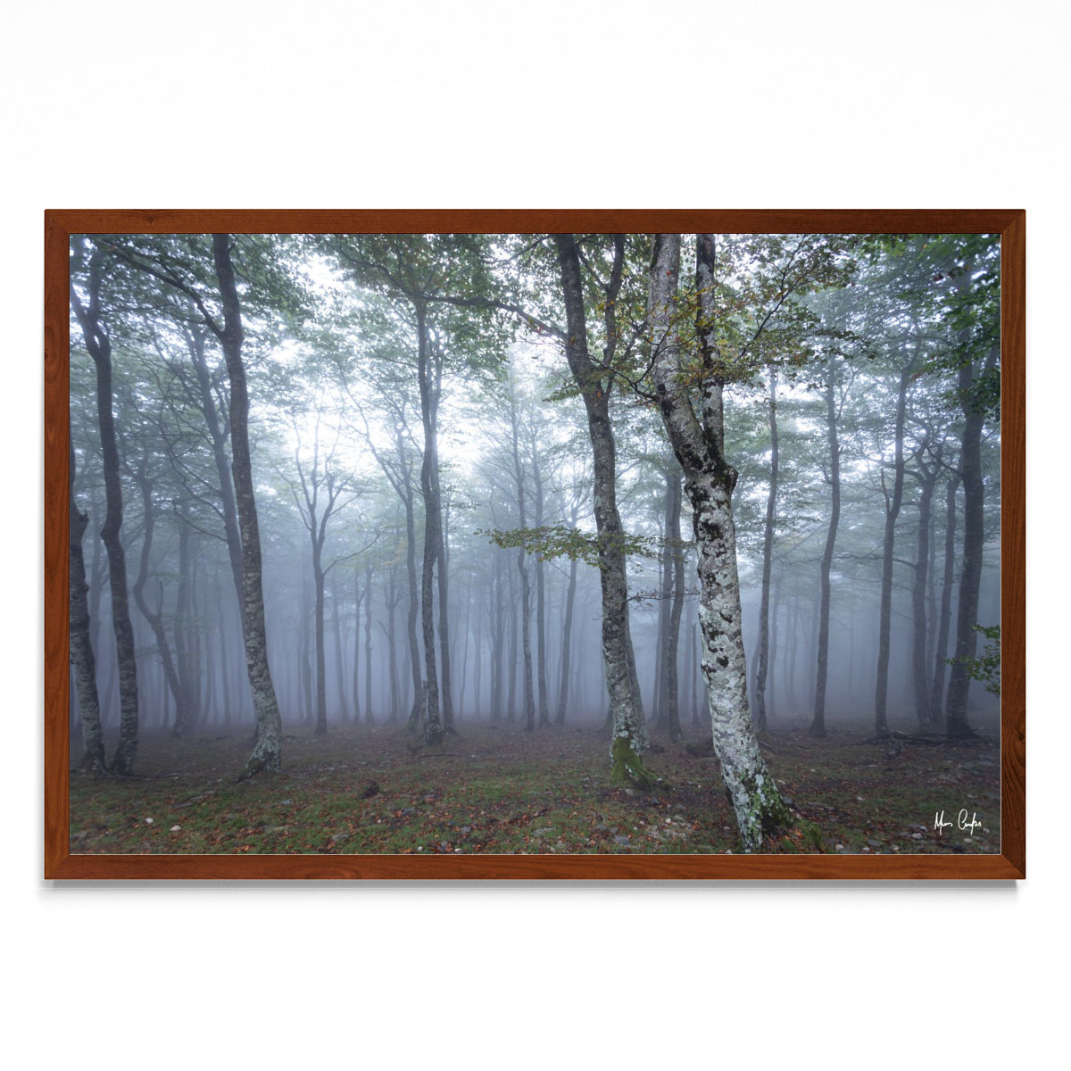 POR ALGUM BOSQUE NA FRANÇA - FotoH MO